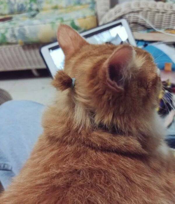 Amusing Animal Photos To Make You Smile