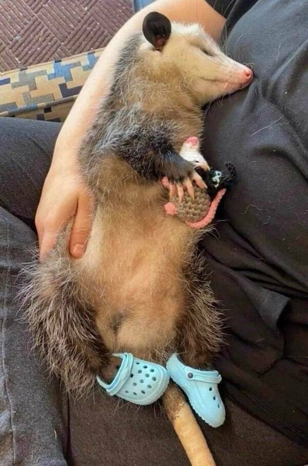 Amusing Animal Photos To Make You Smile