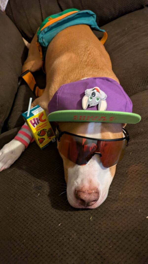 Amusing Animal Photos To Make You Smile