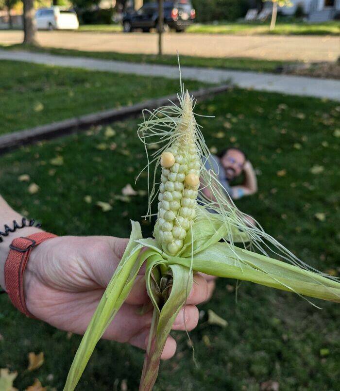 When The Harvest Wasn’t So Mighty