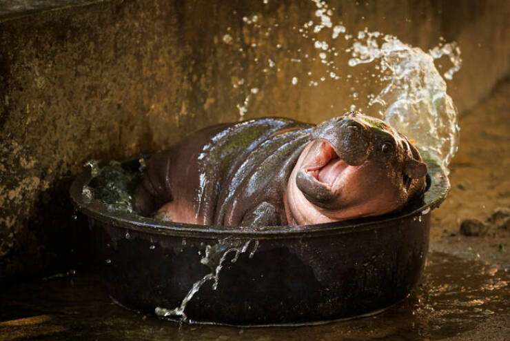 Accidental Renaissance Moments