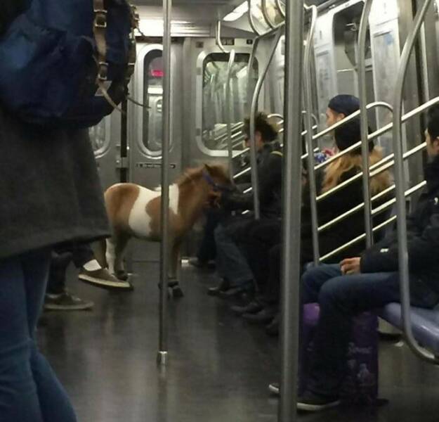 Weird And Funny Subway Passenger Pics