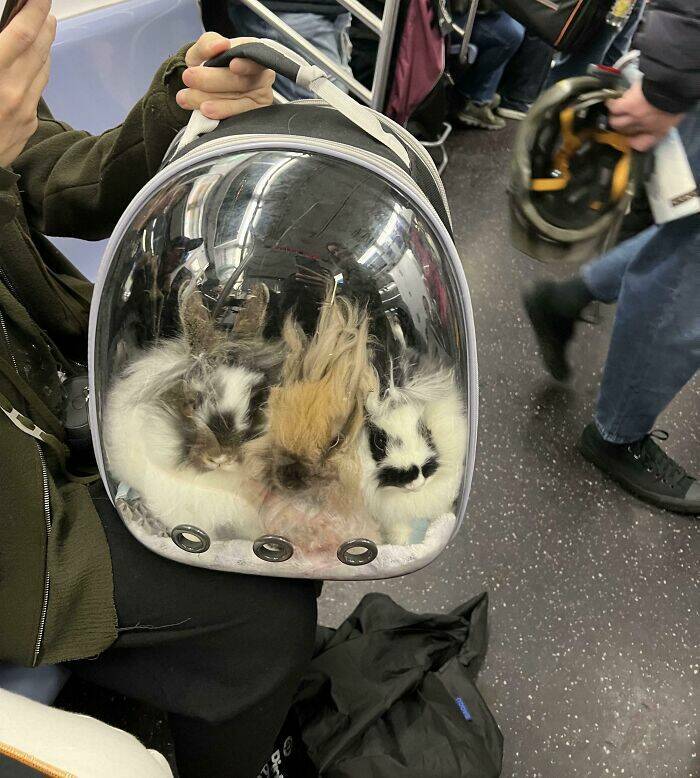 Weird And Funny Subway Passenger Pics