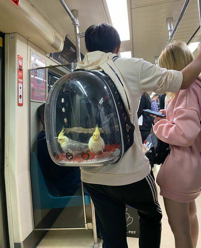 Weird And Funny Subway Passenger Pics