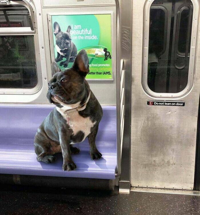 Weird And Funny Subway Passenger Pics