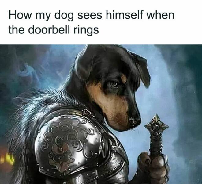 Adorable And Funny Dog Memes