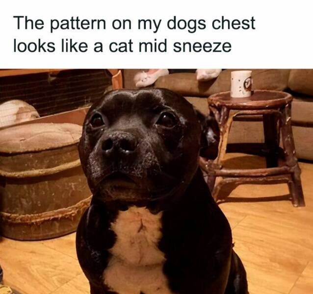 Adorable And Funny Dog Memes