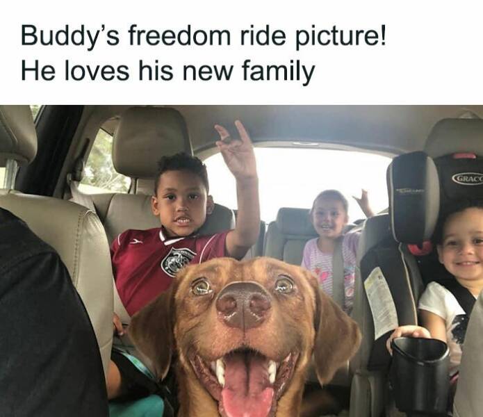 Adorable And Funny Dog Memes