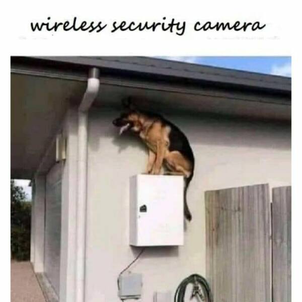 Adorable And Funny Dog Memes