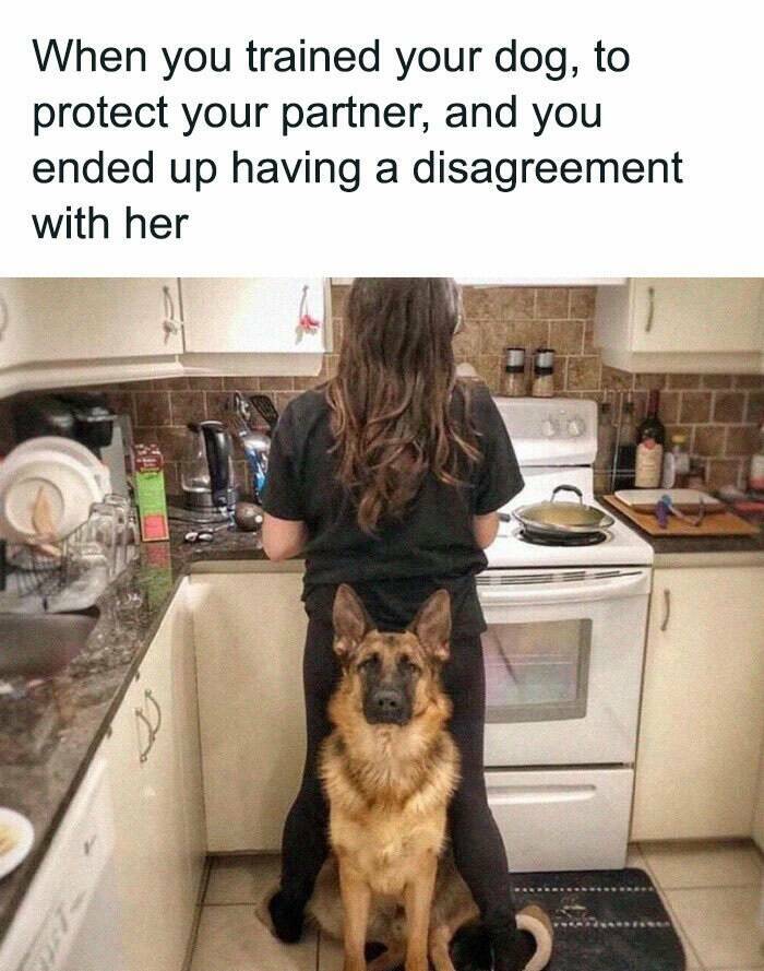 Adorable And Funny Dog Memes