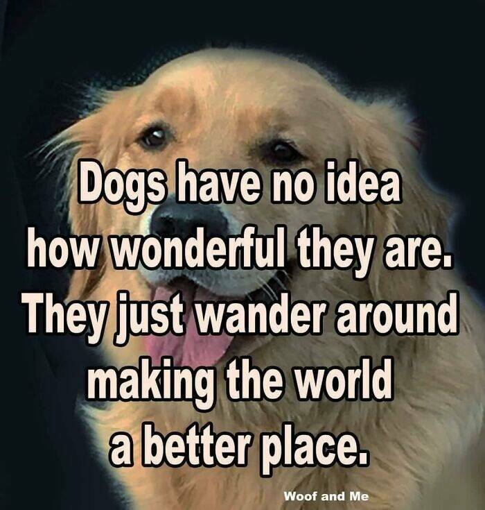 Adorable And Funny Dog Memes