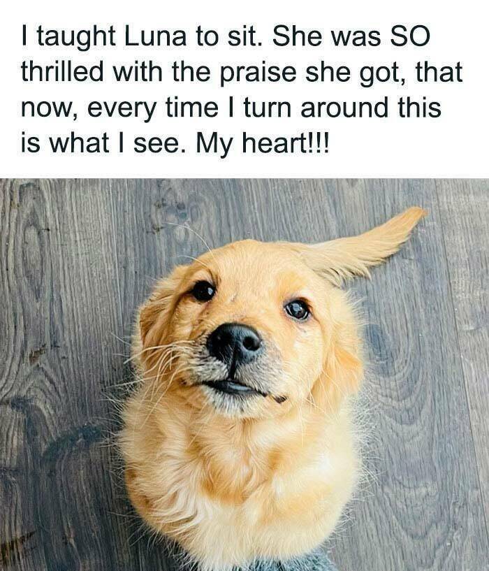 Adorable And Funny Dog Memes