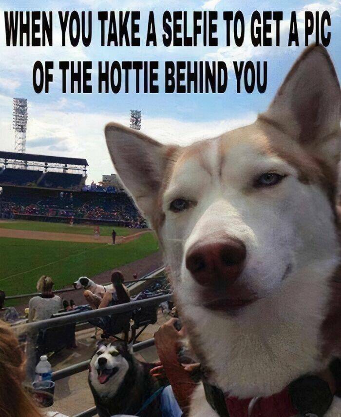 Adorable And Funny Dog Memes