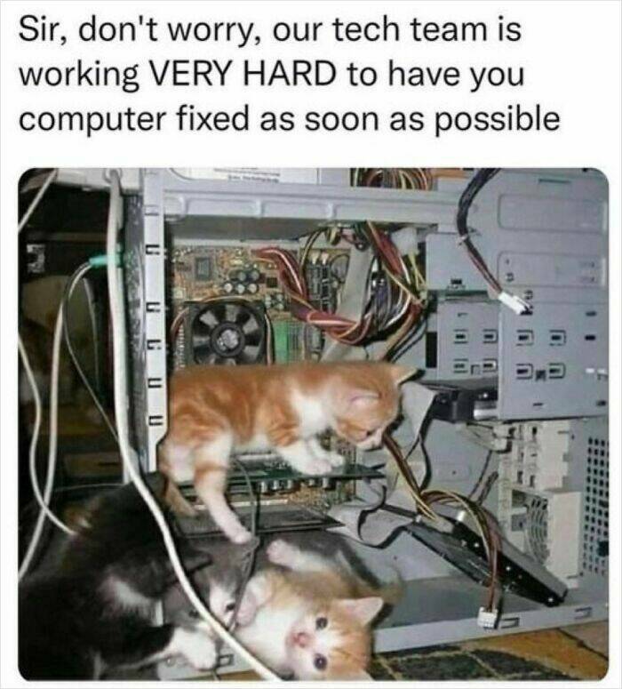 Funny Moments of Cats On The Job