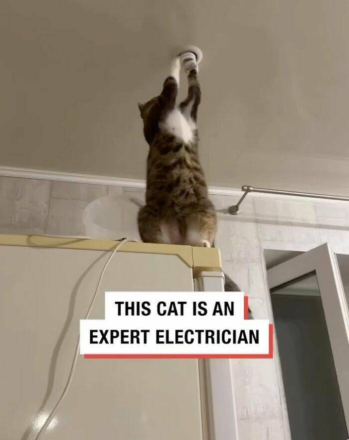 Funny Moments of Cats On The Job