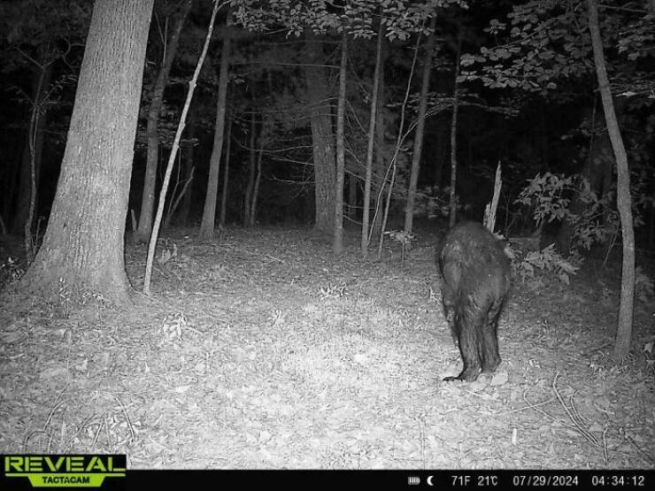 Creepy Trail Cam Photos That Will Make You Think Twice About The Outdoors