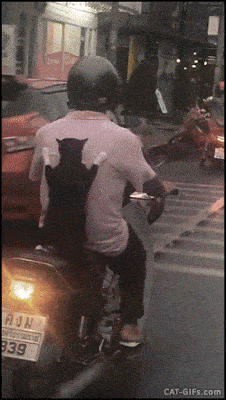 Daily Gifdump Daily Gifdump