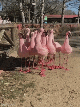 Daily Gifdump Daily Gifdump