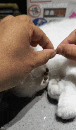 Daily Gifdump Daily Gifdump