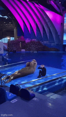 Daily Gifdump Daily Gifdump