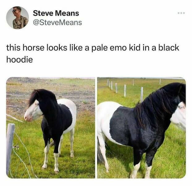 When Animals Unknowingly Created The Funniest Memes