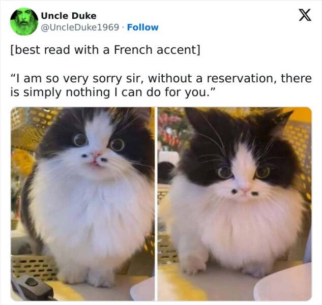 When Animals Unknowingly Created The Funniest Memes