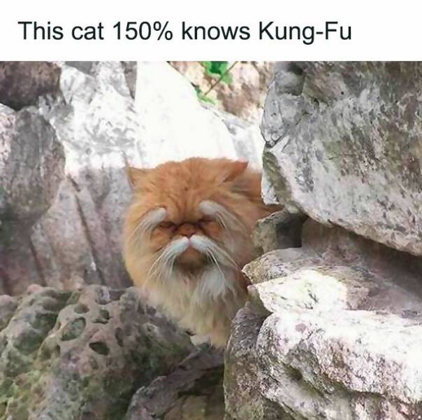 When Animals Unknowingly Created The Funniest Memes