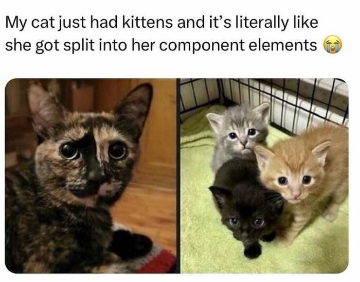 When Animals Unknowingly Created The Funniest Memes