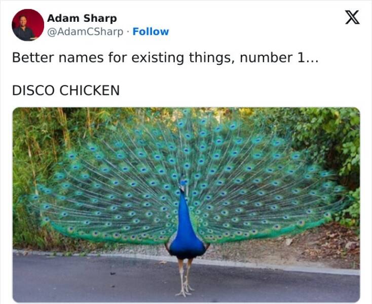 When Animals Unknowingly Created The Funniest Memes