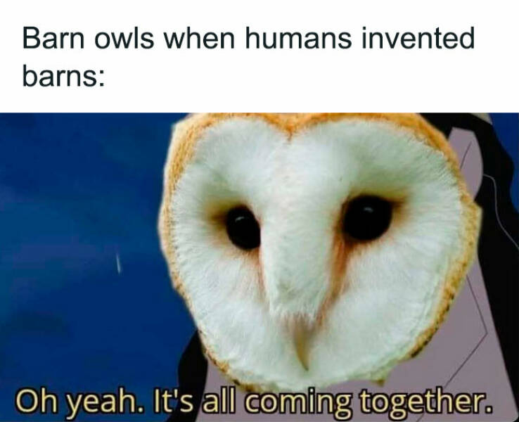 When Animals Unknowingly Created The Funniest Memes