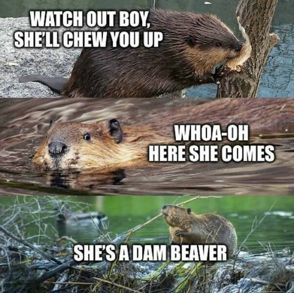 When Animals Unknowingly Created The Funniest Memes