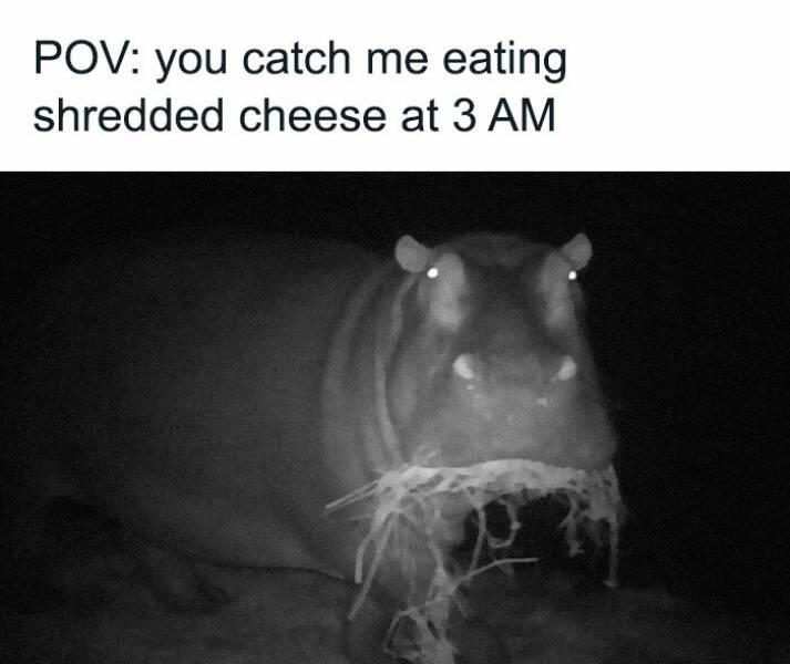 When Animals Unknowingly Created The Funniest Memes