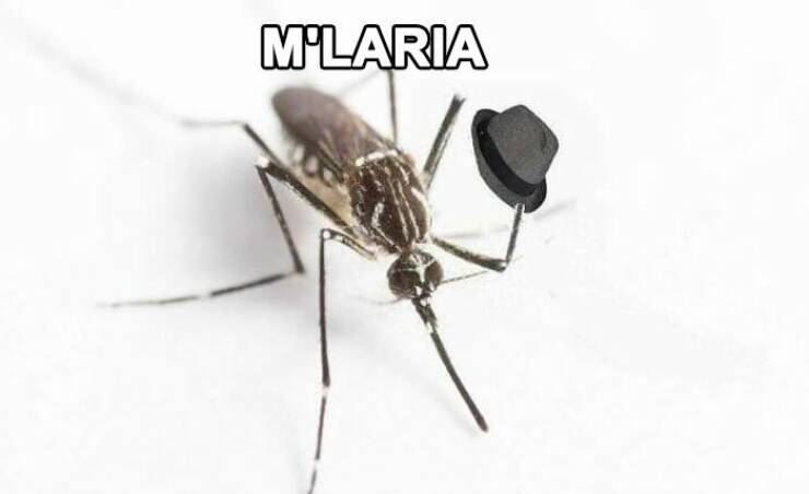 When Animals Unknowingly Created The Funniest Memes