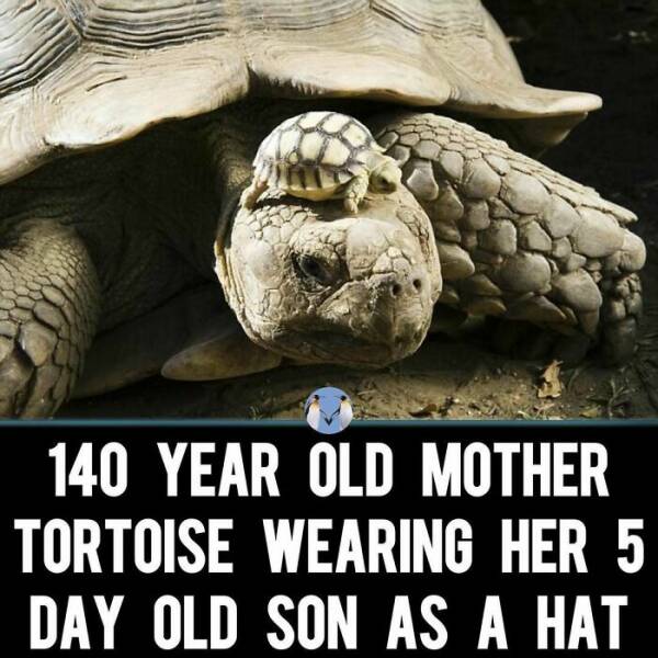 When Animals Unknowingly Created The Funniest Memes