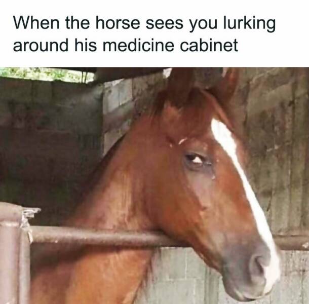 When Animals Unknowingly Created The Funniest Memes