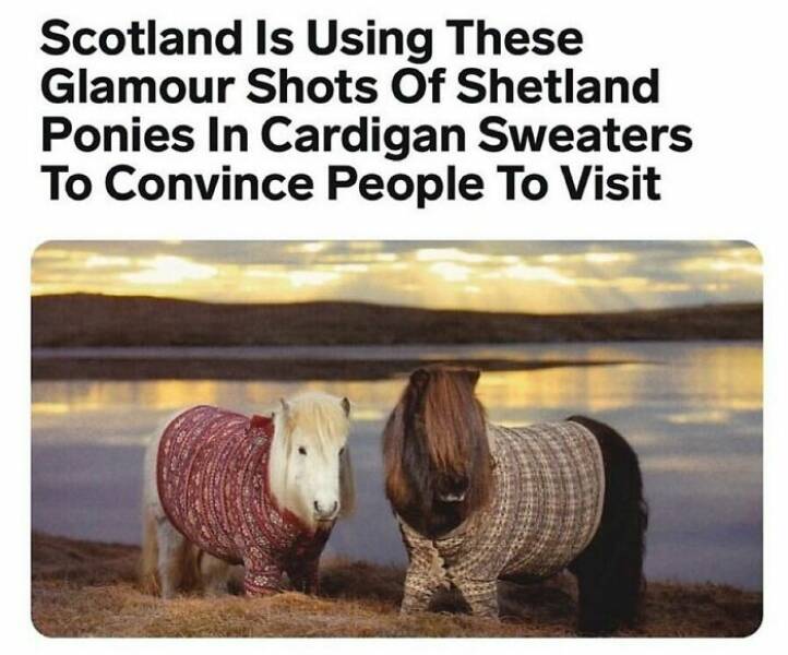 When Animals Unknowingly Created The Funniest Memes