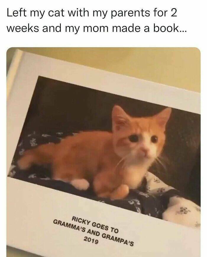 When Animals Unknowingly Created The Funniest Memes