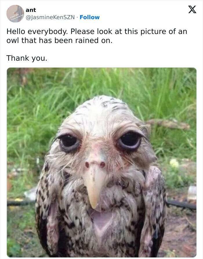 When Animals Unknowingly Created The Funniest Memes