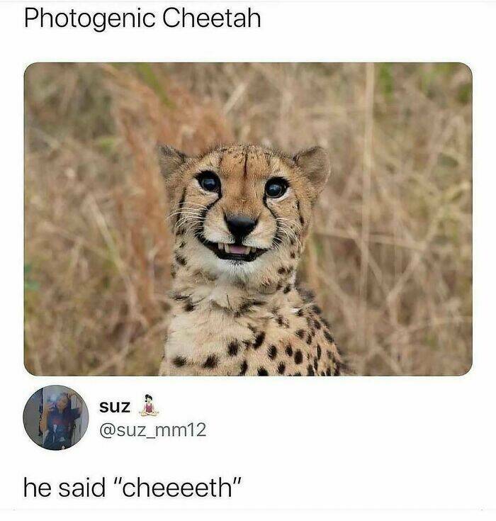 When Animals Unknowingly Created The Funniest Memes