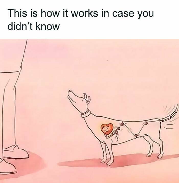 When Animals Unknowingly Created The Funniest Memes