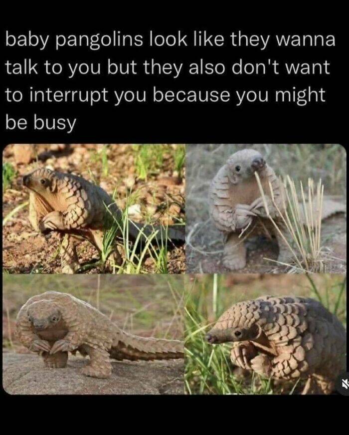 When Animals Unknowingly Created The Funniest Memes