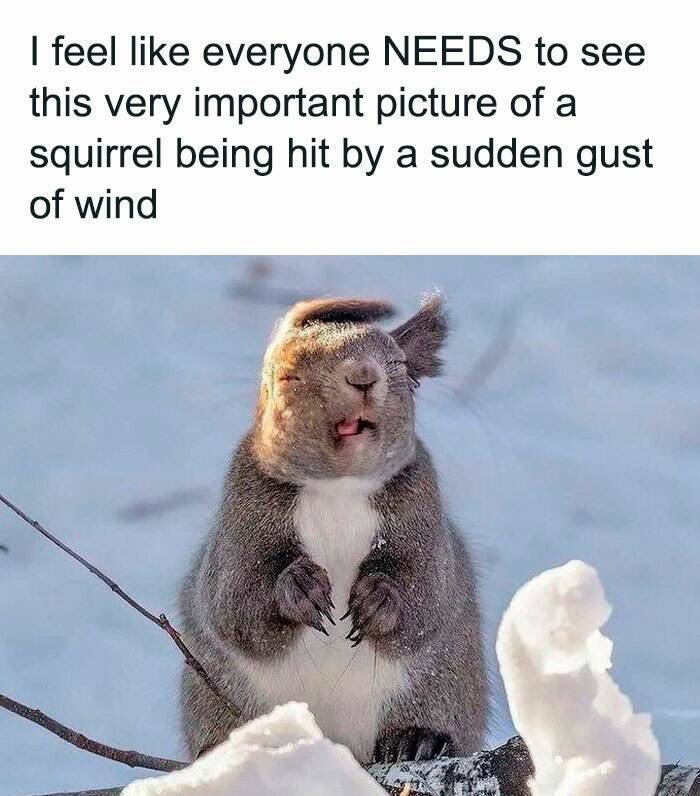 When Animals Unknowingly Created The Funniest Memes