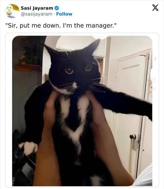 When Animals Unknowingly Created The Funniest Memes