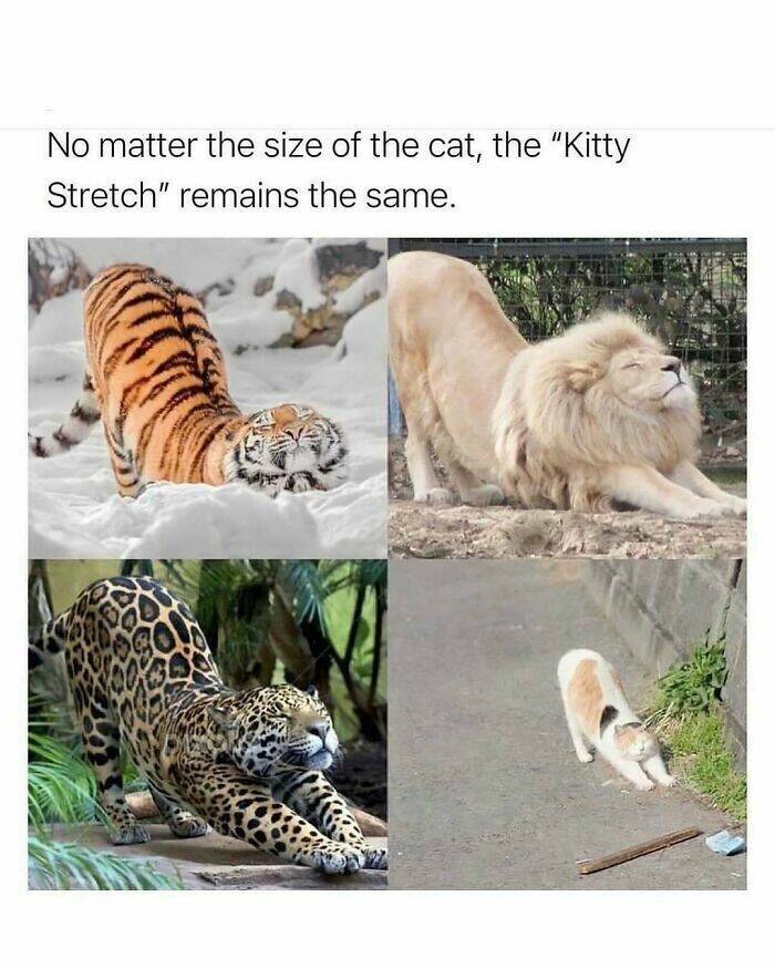 When Animals Unknowingly Created The Funniest Memes