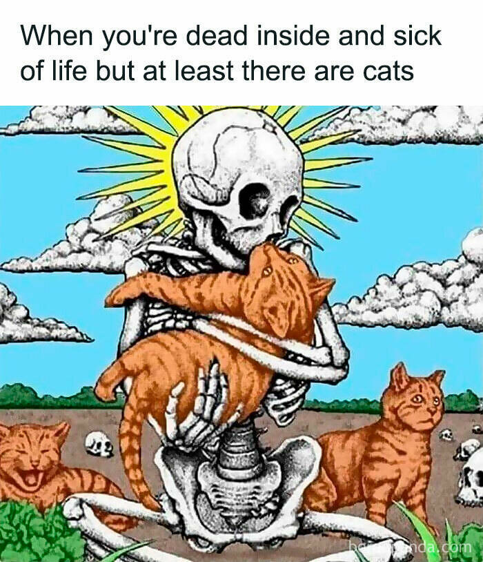 When Animals Unknowingly Created The Funniest Memes