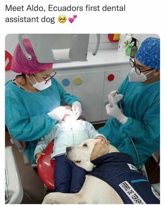 When Animals Unknowingly Created The Funniest Memes