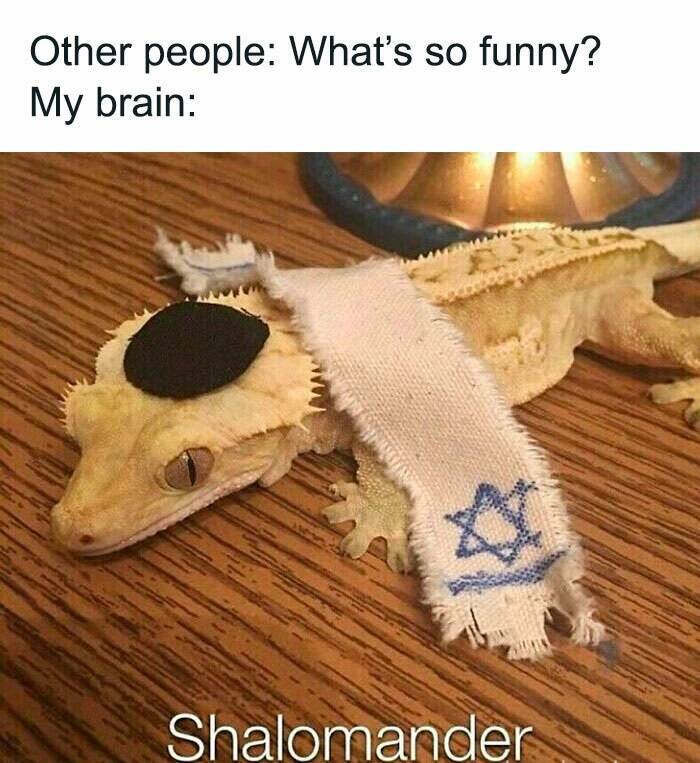 When Animals Unknowingly Created The Funniest Memes