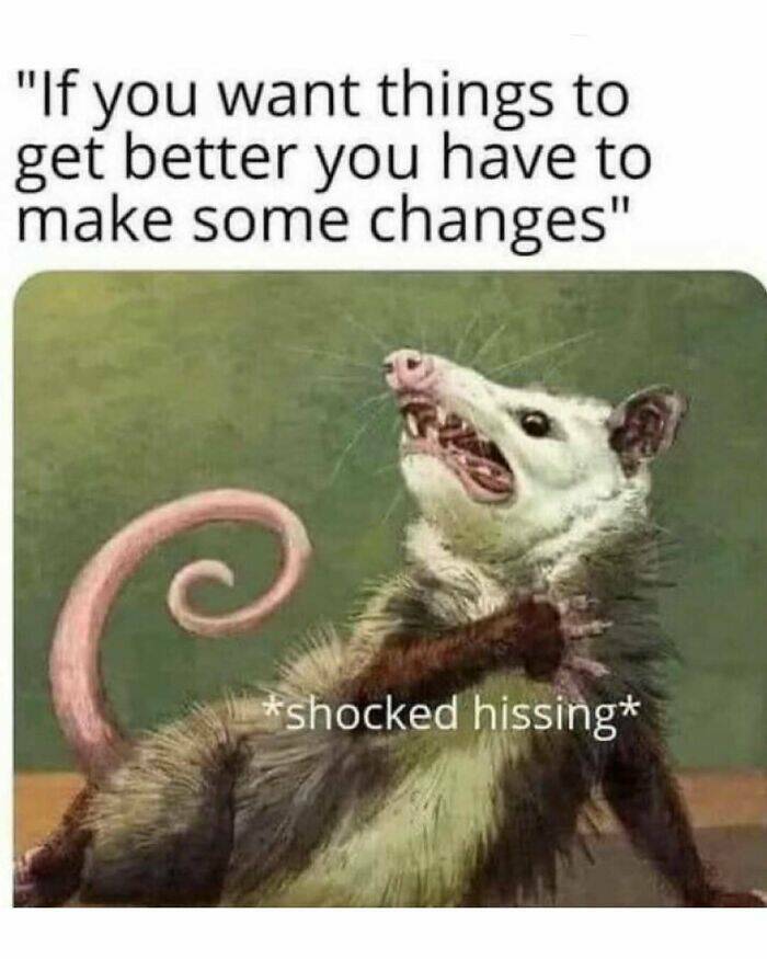 When Animals Unknowingly Created The Funniest Memes