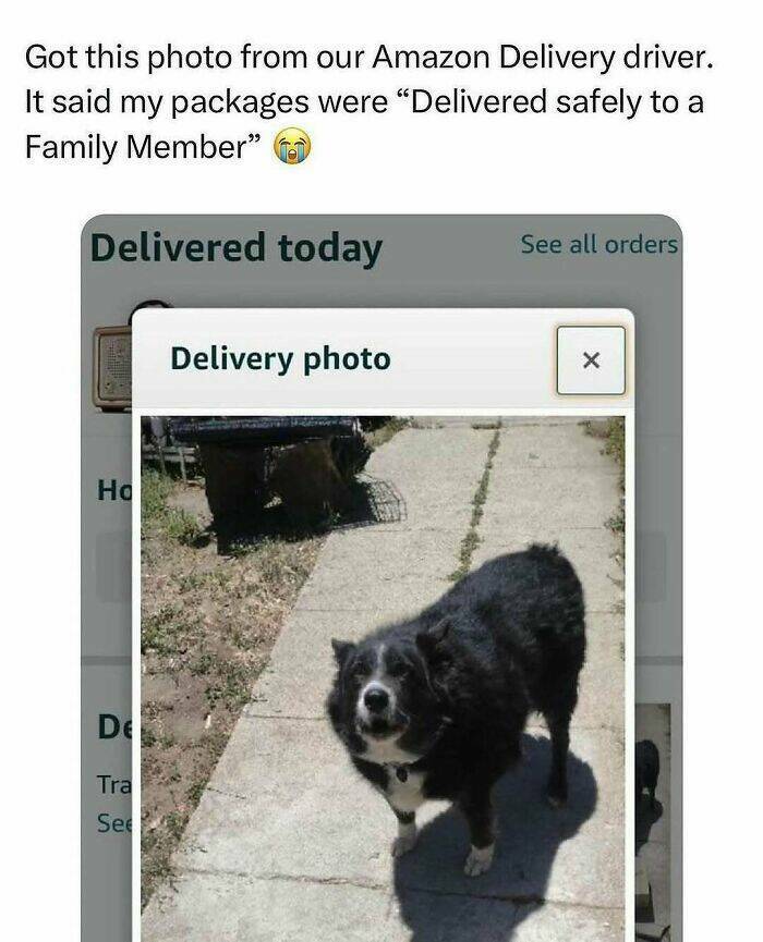 When Animals Unknowingly Created The Funniest Memes