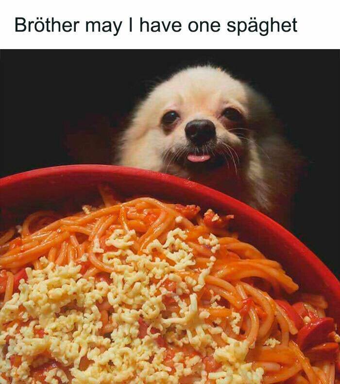 When Animals Unknowingly Created The Funniest Memes